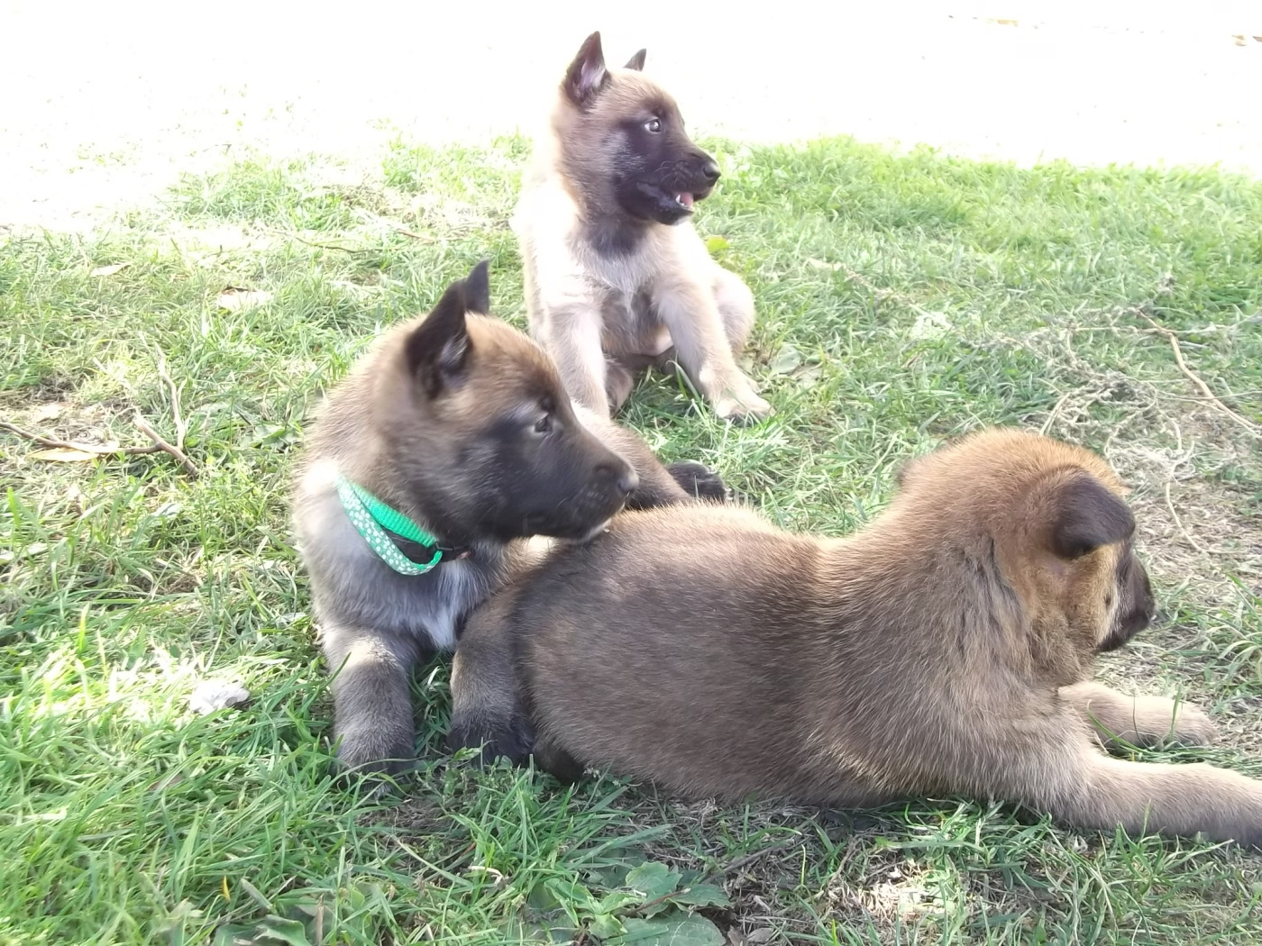 Chiot Berger Belge Des Glycines Argentees