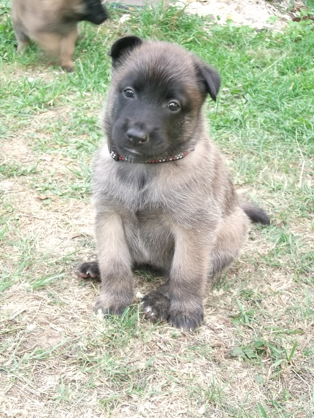 Des Glycines Argentees - Chiots disponibles - Berger Belge