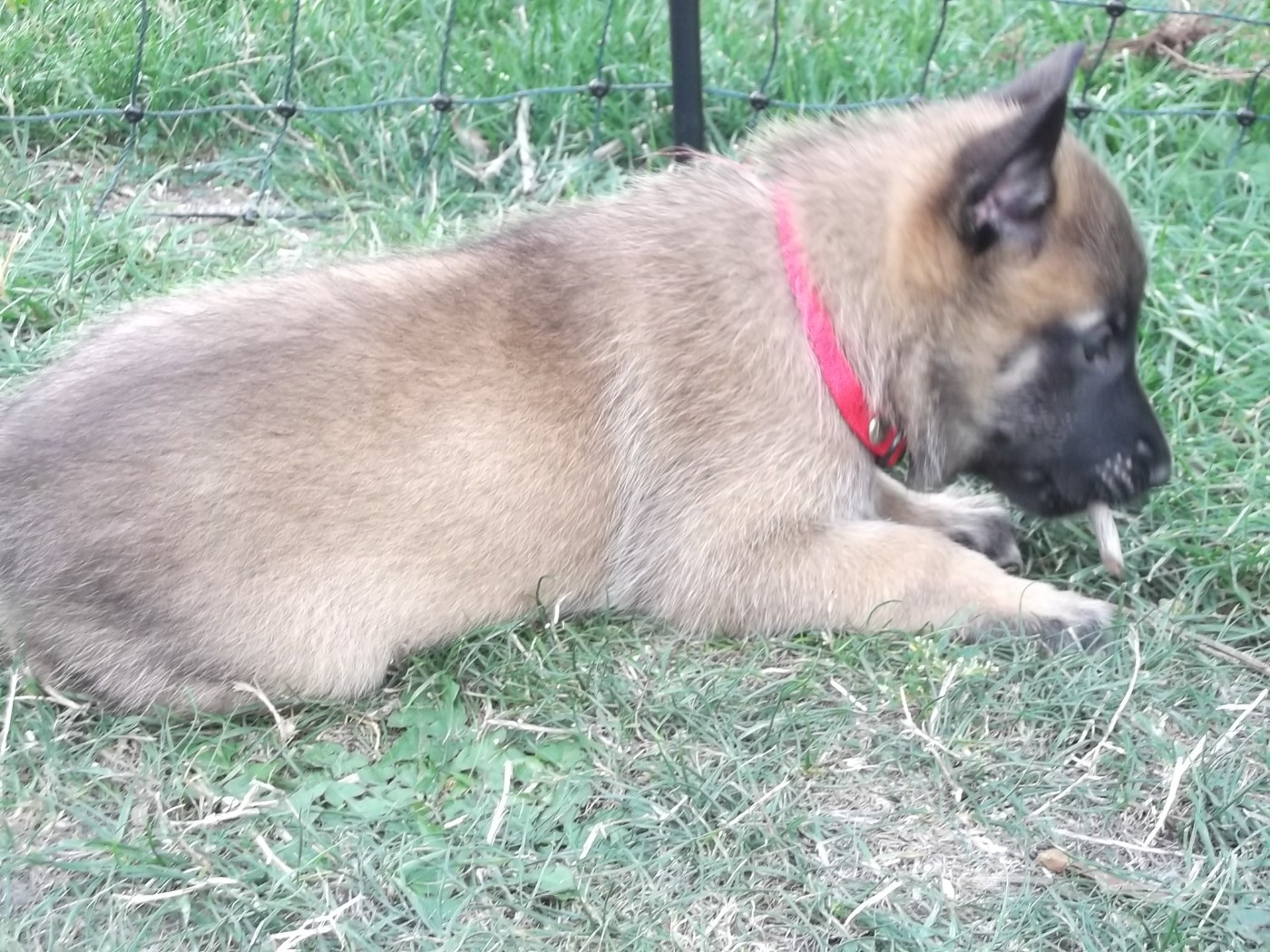 Des Glycines Argentees - Chiots disponibles - Berger Belge