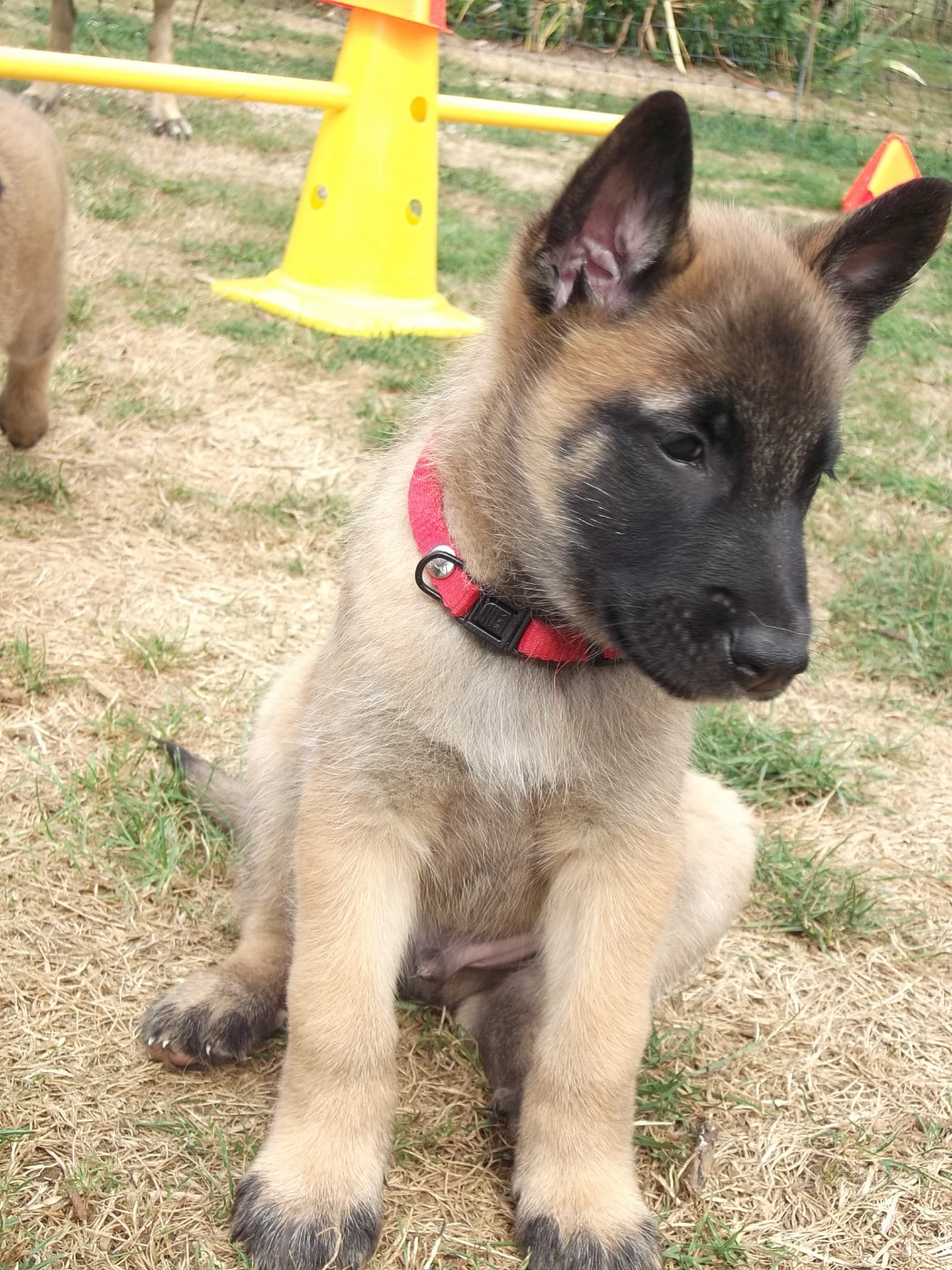 Des Glycines Argentees - Chiots disponibles - Berger Belge
